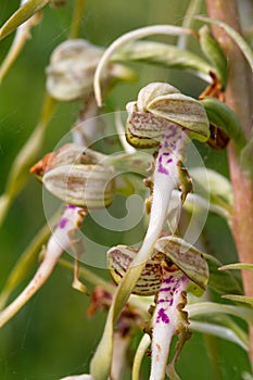 Wildlife Lizard Orchid