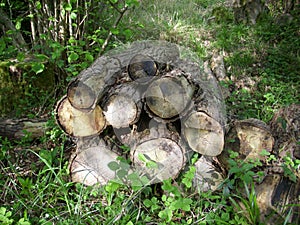 Wildlife logpile