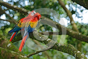 Wildlife love scene from tropic forest nature. Two beautiful parrot on tree branch in nature habitat. Pair of big parrot Scarlet M