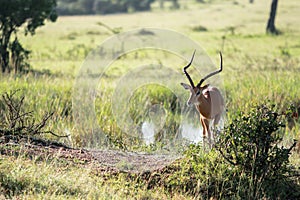 Wildlife in Maasai Mara, Kenya