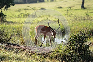 Wildlife in Maasai Mara, Kenya