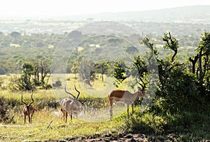 Wildlife in Maasai Mara, Kenya