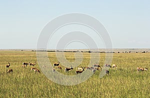 Wildlife in Maasai Mara, Kenya