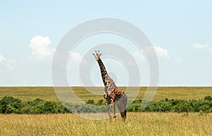 Wildlife in Maasai Mara, Kenya