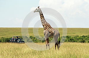 Wildlife in Maasai Mara, Kenya