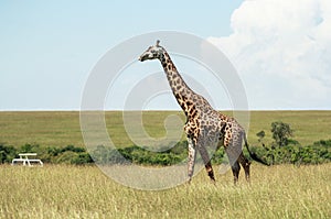 Wildlife in Maasai Mara, Kenya