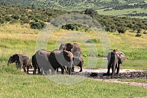 Wildlife in Maasai Mara, Kenya