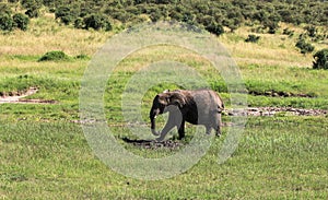 Wildlife in Maasai Mara, Kenya