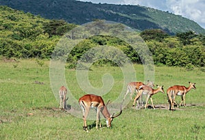 Wildlife in Maasai Mara, Kenya