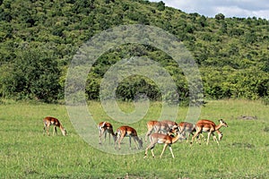 Wildlife in Maasai Mara, Kenya