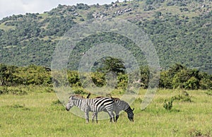 Wildlife in Maasai Mara, Kenya