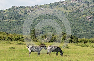 Wildlife in Maasai Mara, Kenya