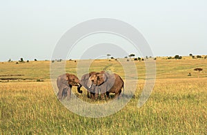 Wildlife in Maasai Mara, Kenya