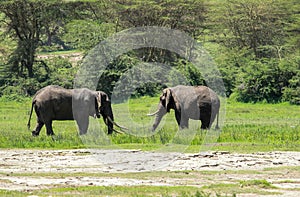 Wildlife in Maasai Mara, Kenya