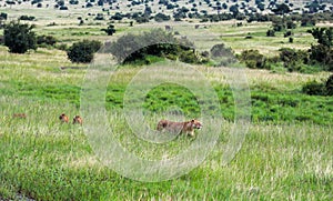 Wildlife in Maasai Mara National Park, Kenya