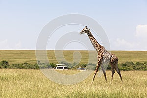 Wildlife in Maasai Mara Park in Kenya