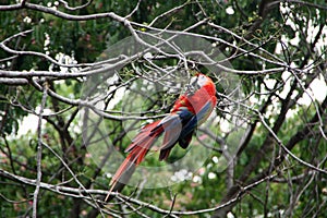 A wildlife macaw climbing in the tree photo