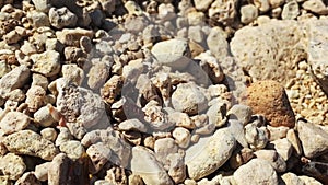 Wildlife macro footage of hunting wasp carrying and dragging hauling its prey on pebble terrain