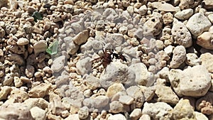 Wildlife macro footage of hunting wasp carrying and dragging hauling its prey on pebble terrain