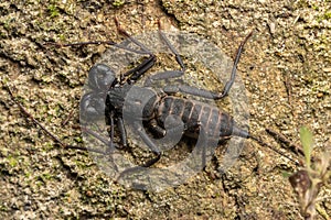 wildlife macro image of Whip scorpion on ground photo