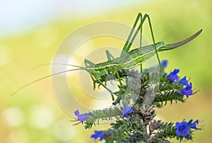 Bush cricket or Spiked Magician Saga pedo in Czech Republic photo