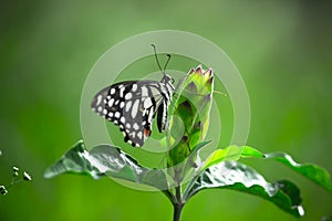wildlife Macro picture of Papilio butterfly or The Common Lime Butterfly resting on the flower plants in its natural habitat in a