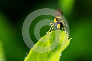 Wildlife. Macrocosm. Beautiful insects. Bugs, spiders, butterflies and other beautiful insects. photo