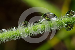 Wildlife. Macrocosm. Dew drops on beautiful flowers. Tears, backgrounds