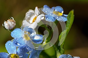 Wildlife. Macrocosm. Dew drops on beautiful flowers. Tears, backgrounds