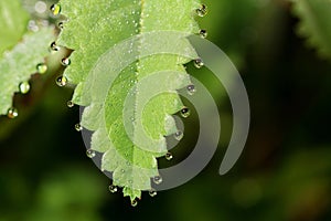 Wildlife. Macrocosm. Dew drops on beautiful flowers. Tears, backgrounds