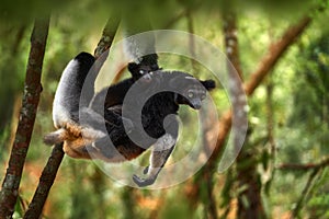 Wildlife Madagascar, babakoto, Indri indri, monkey with young babe cub in Kirindy Forest, Madagascar. Lemur in the nature habitat