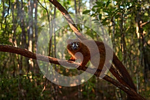 Wildlife Madagascar. Eulemur rubriventer, Red-bellied lemur, Akaninâ ny nofy, Madagascar. Small brown monkey in the nature photo