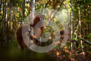 Wildlife Madagascar. Eulemur rubriventer, Red-bellied lemur, AkaninÃ¢â¬â¢ ny nofy, Madagascar. Small brown monkey in the nature photo