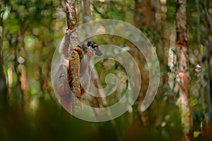 Wildlife Madagascar. Eulemur rubriventer, Red-bellied lemur, AkaninÃ¢â¬â¢ ny nofy, Madagascar. Small brown monkey in the nature photo