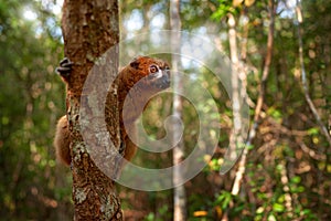 Wildlife Madagascar. Eulemur rubriventer, Red-bellied lemur, AkaninÃ¢â¬â¢ ny nofy, Madagascar. Small brown monkey in the nature photo