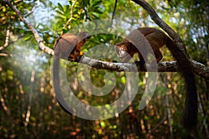 Wildlife Madagascar. Eulemur rubriventer, Red-bellied lemur, AkaninÃ¢â¬â¢ ny nofy, Madagascar. Small brown monkey in the nature photo