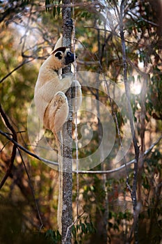 Wildlife Madagascar, Verreauxs Sifaka, Propithecus verreauxi, monkey head detail in Kirindy Forest, Madagascar. Lemur in the