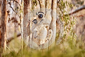 Wildlife Madagascar, Verreauxs Sifaka, Propithecus verreauxi, monkey with young babe cub in Kirindy Forest, Madagascar. Lemur in