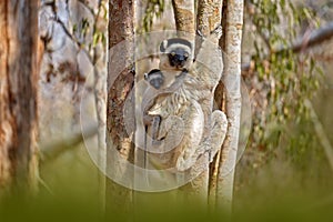 Wildlife Madagascar, Verreauxs Sifaka, Propithecus verreauxi, monkey with young babe cub in Kirindy Forest, Madagascar. Lemur in