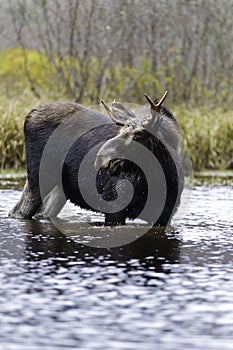 Wildlife male moose