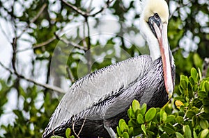 Wildlife in Mangroove forest with branches and roots sticking out of the swamp in Everglades national park in Florida , USA