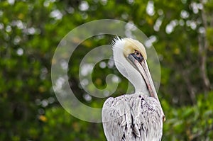 Wildlife in Mangroove forest with branches and roots sticking out of the swamp in Everglades national park in Florida , USA