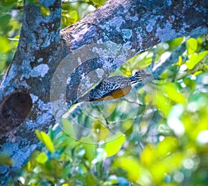 Wildlife of Mangrove Forrest