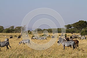 Wildlife in the masai mara reserve