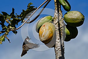 WILDLIFE FROM MAURITIUS - Bulbul Orpheus bird