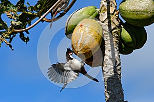 WILDLIFE FROM MAURITIUS - Bulbul Orpheus bird