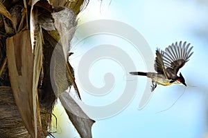 WILDLIFE FROM MAURITIUS - Bulbul Orpheus bird photo