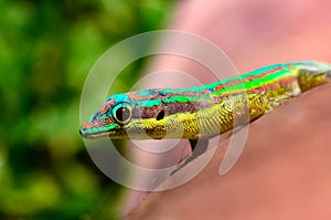 WILDLIFE FROM MAURITIUS - Green gecko