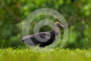 Wildlife from Mexico. Ugly black bird Black Vulture, Coragyps atratus, sitting in the green vegetation. Vulture in forest habitat