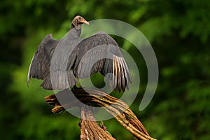 Wildlife from Mexico. Ugly black bird Black Vulture, Coragyps atratus, sitting in the green vegetation. Vulture in forest habitat